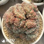 Echeveria Hani Cristata