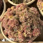 Echeveria Mebina Variegated Cluster