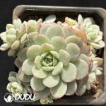 Echeveria Vanilla Variegated Clustering