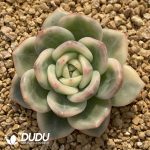 Echeveria Elizabeth Variegated