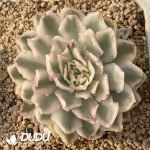 180MM Echeveria Purple Butterfly Variegated