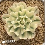 [RTS]Echeveria Tsunami Variegated