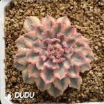 Echeveria Neon Breakers Variegated