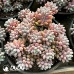 Pachyphytum Cherry Beauty Clustering