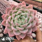 Echeveria Big Peach Yao