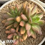 Pachyphytum Ocean Song Clustering