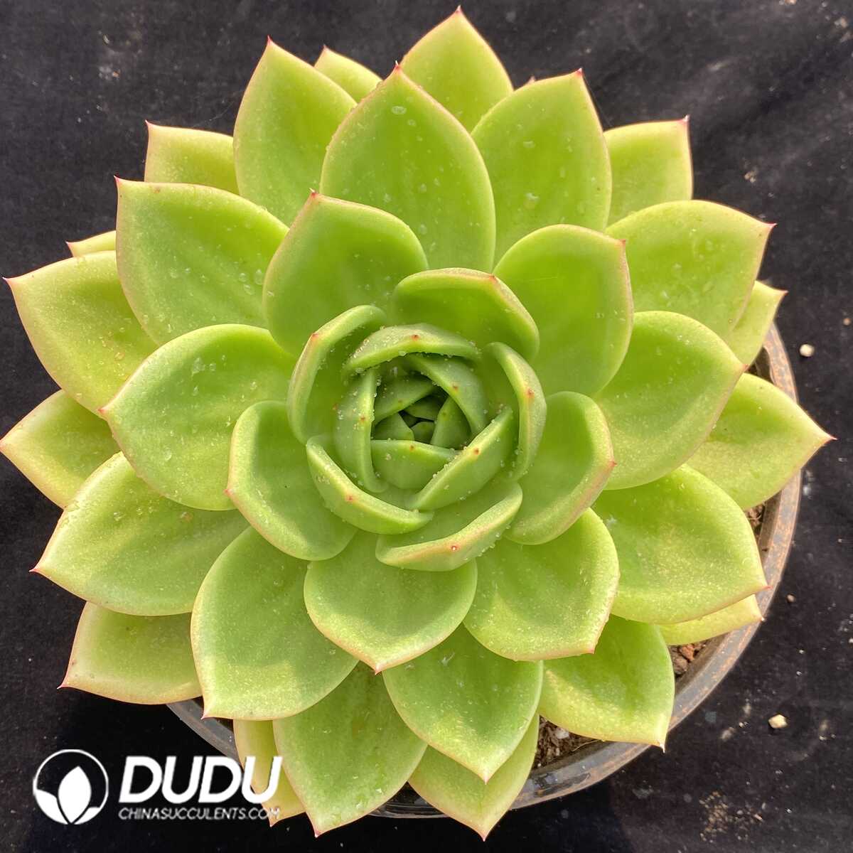 e201-691.jpg Echeveria Cuihua - Image 1