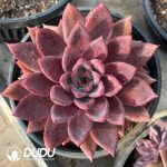 Echeveria Brown Sugar Card