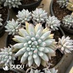 Pachyphytum Angel Fingers/ Solomon Clustering