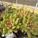 Pachyphytum Pandora Clustering