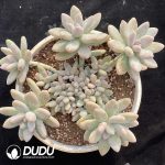 Pachyphytum Brandy Cluster