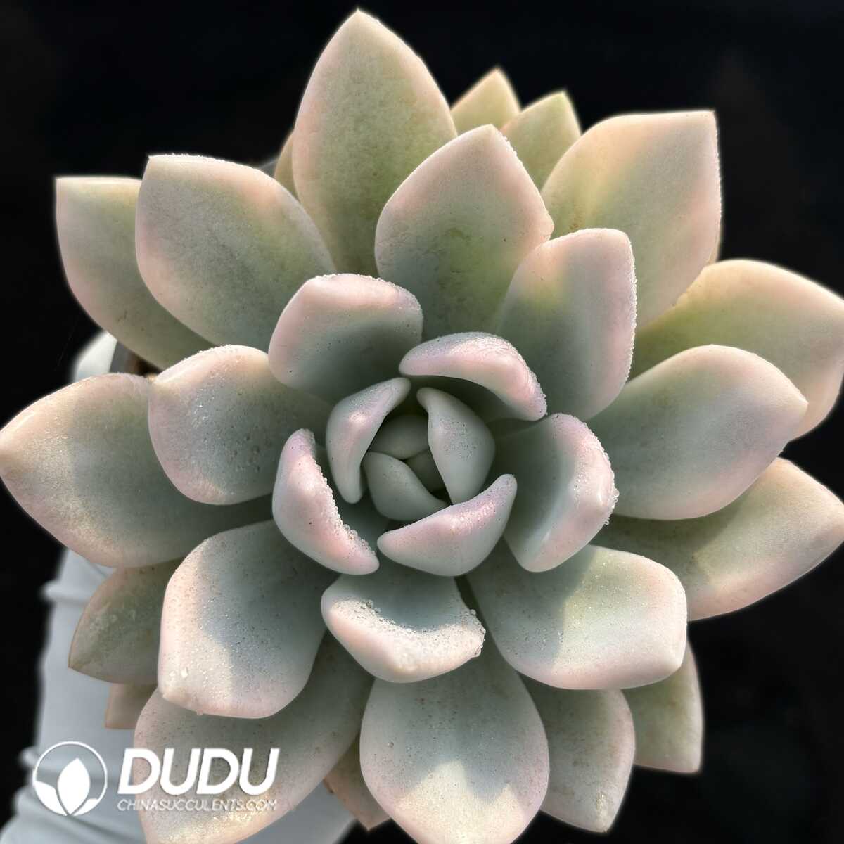 e201-698.jpg Graptopetalum Opalina Variegated - Image 1