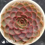 Echeveria Red Light