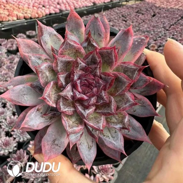 e201-7.jpg Echeveria Xuannian - Image 1