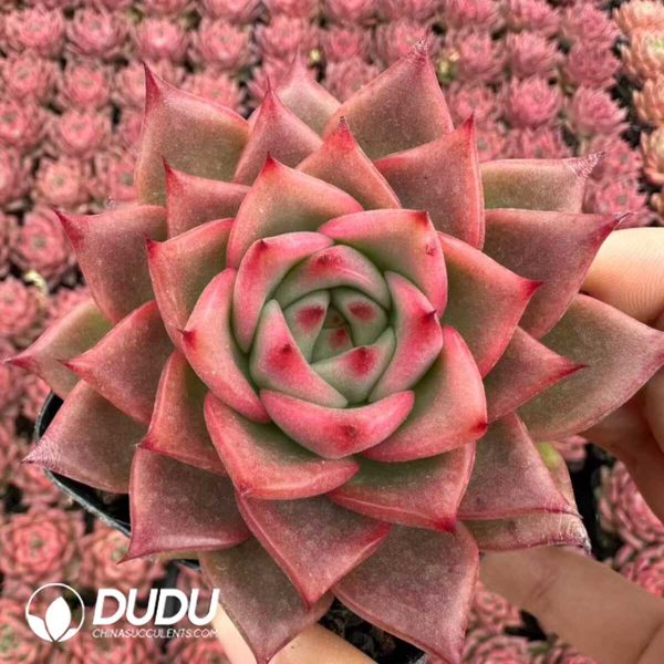 Echeveria Red Hedgehog - Image 1