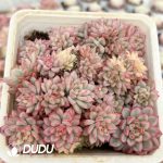 (Scattered)Echeveria Mebina Variegated Clustering