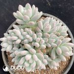 Pachyphytum Sun Moon and Stars Cluster