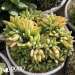 Pachyphytum Ocean Song Cristata