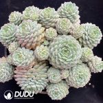 (Scattered)Echeveria Panda Face Clustering