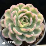 Echeveria Strawberry Ice Silky Variegated