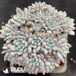 Pachyphytum Smurfs Clustering