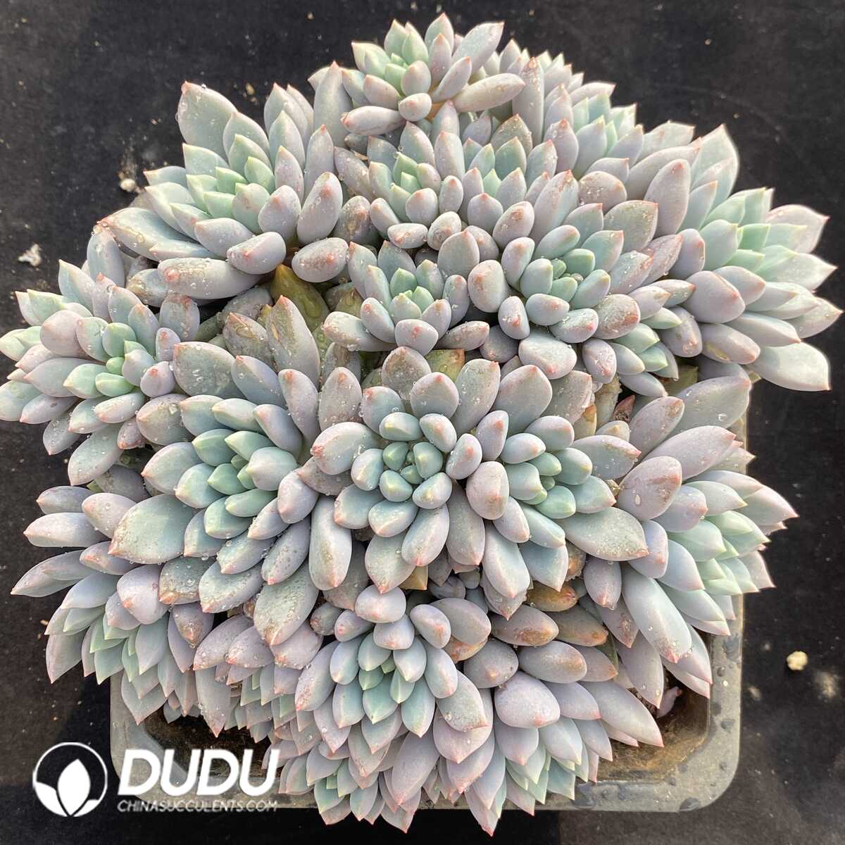 e201-705.jpg Pachyphytum Smurfs Clustering - Image 1