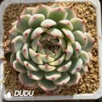 Echeveria Chihuahuensis Variegated