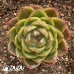 Echeveria Diamond Jenny
