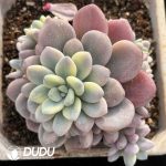 Gratopetalum Muil Variegation Clustering