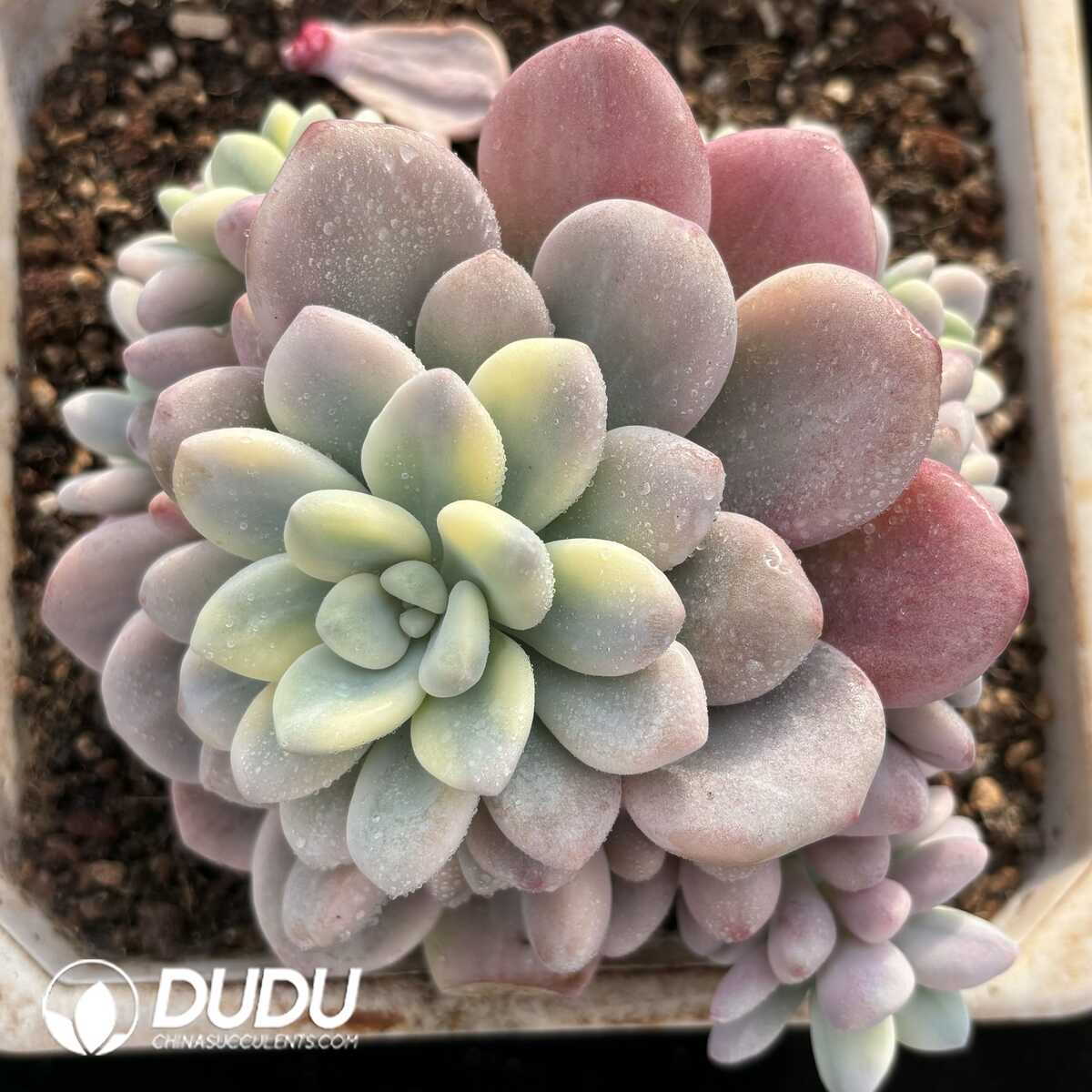 e201-708.jpg Gratopetalum Muil Variegation Clustering - Image 1