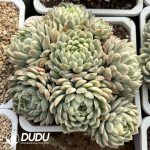 Echeveria Elegans Variegated Cluster