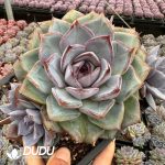 Echeveria La Mer Clustering