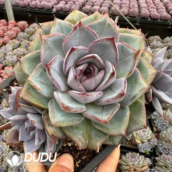 Echeveria La Mer Clustering - Image 1