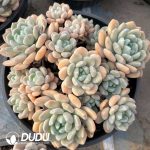 Echeveria Ice Orange Clustering