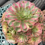 Aeonium Lunhui Clustering