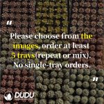 50Pcs Echeveria/Sempervivum Seedlings (Mix & Match 5+)