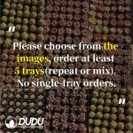 72Pcs Echeveria/Graptopetalum Seedlings (Mix & Match 5+)