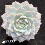 Echeveria Blue Bird