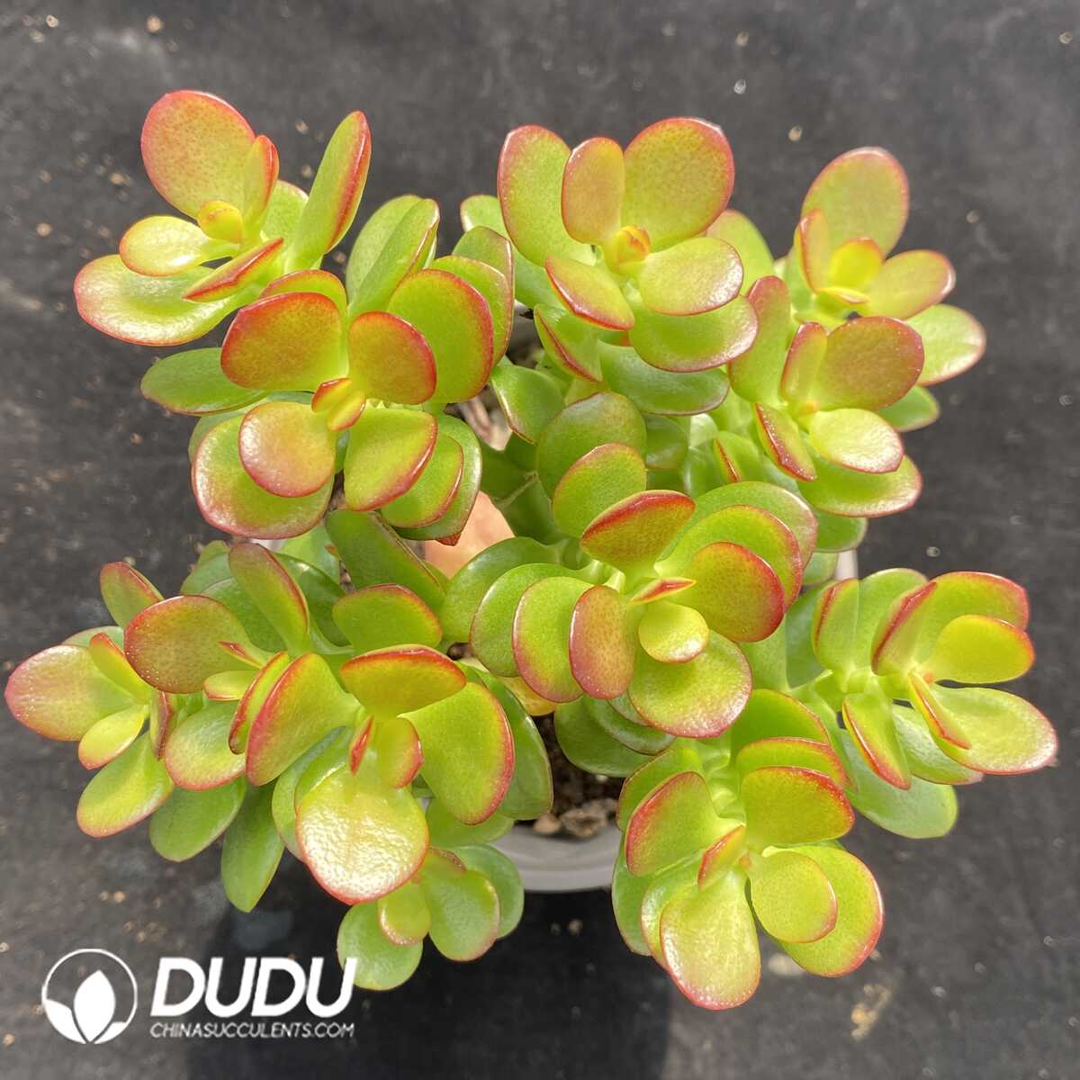 e201-715.jpg Crassula Ovata Minima Cluster - Image 1