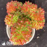 Echeveria Little Lantern Cristata