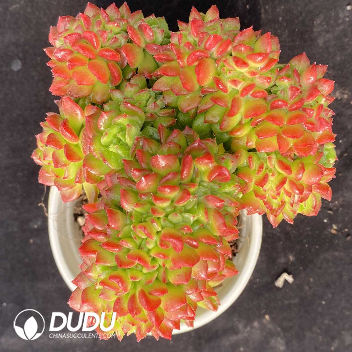 e201-717.jpg Echeveria Little Lantern Cristata - Image 1