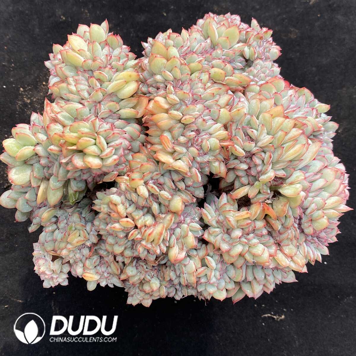 e201-718.jpg Echeveria Brave Cristata - Image 1