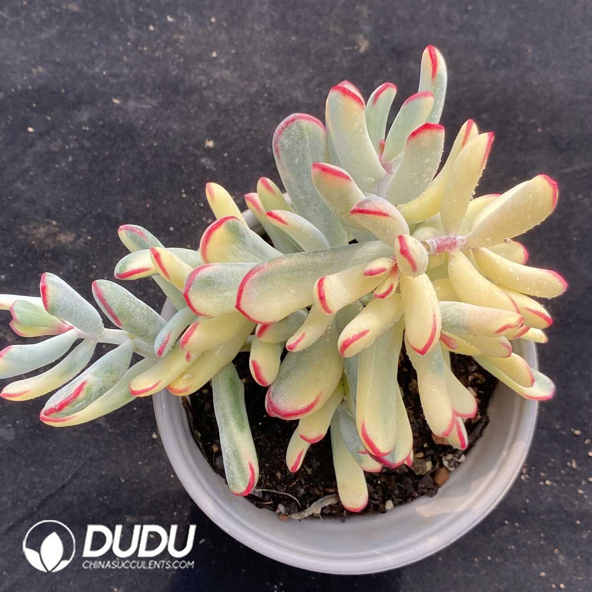 e201-719.jpg Cotyledon Orbiculata. Variegated - Image 1