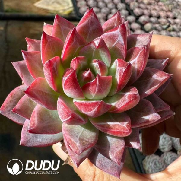 Echeveria First Love - Image 1