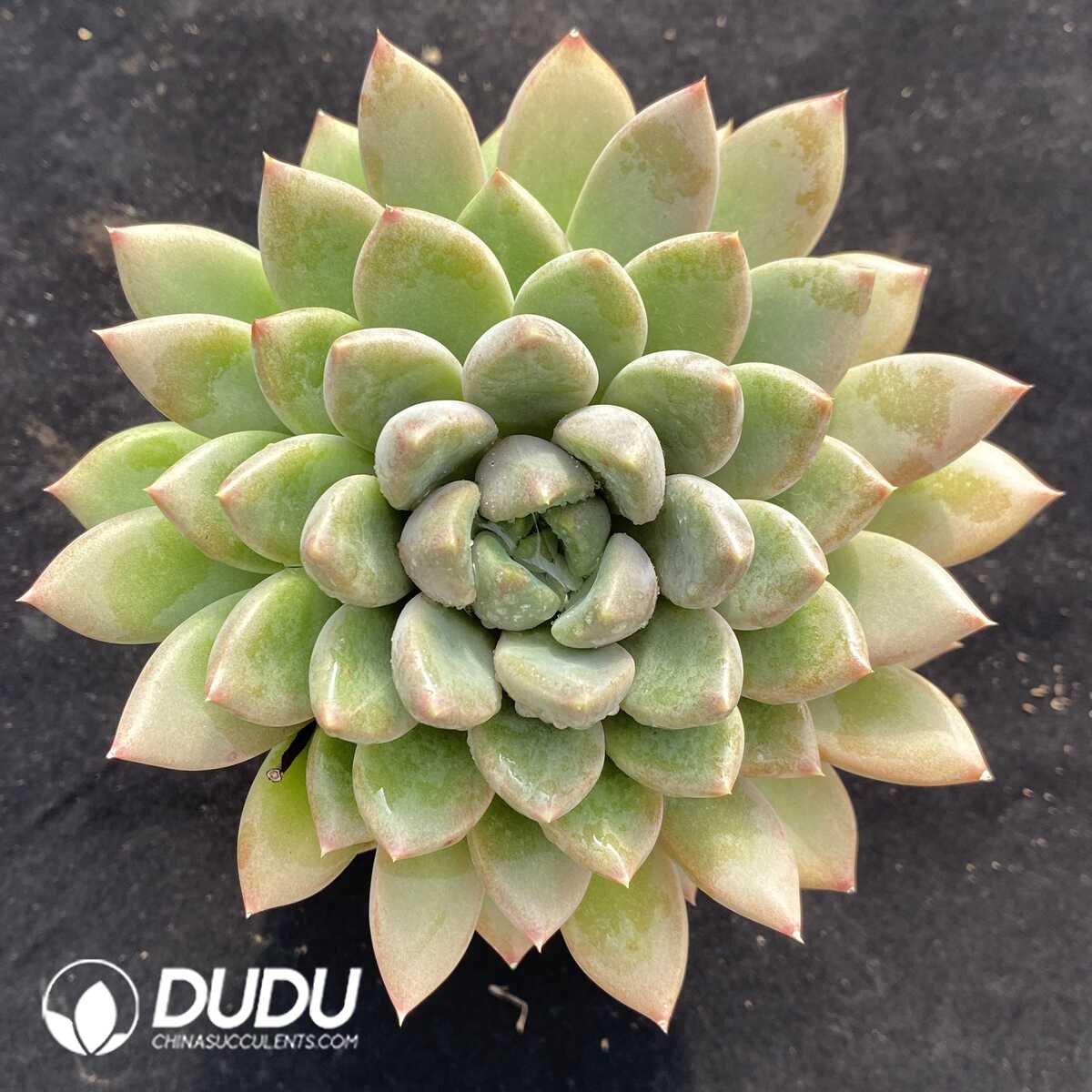 e201-720.jpg Echeveria Red Ivory - Image 1