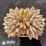 Echeveria Red Ivory Double Heads