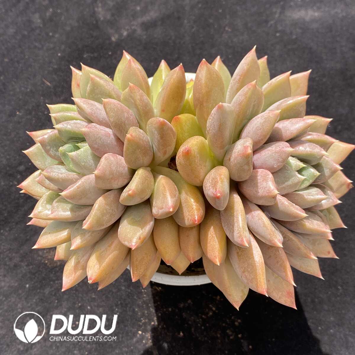 e201-721.jpg Echeveria Red Ivory Double Heads - Image 1