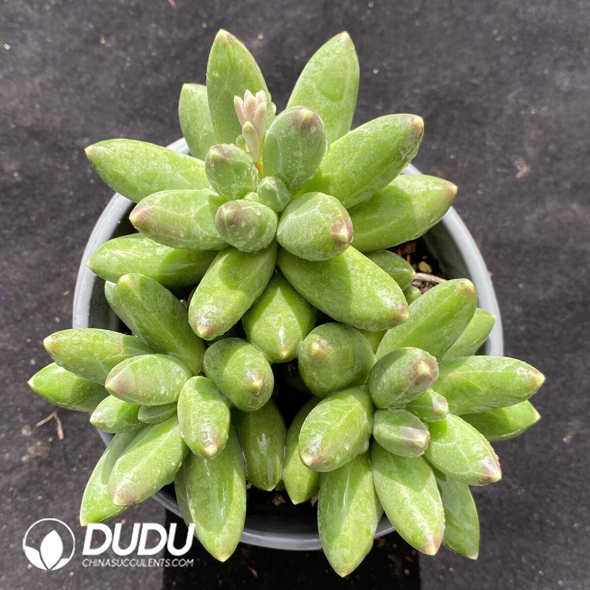 e201-722.jpg Pachyphytum Compactum Cluster - Image 1