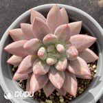 Pachyphytum Red Dragonfly