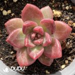 Echeveria Mist Bubble